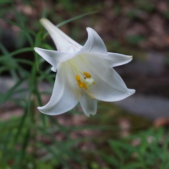 眉山独歩（まんやま）