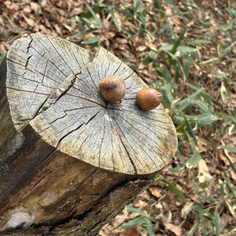 どなたが乗せたか？どんぐり🐿️