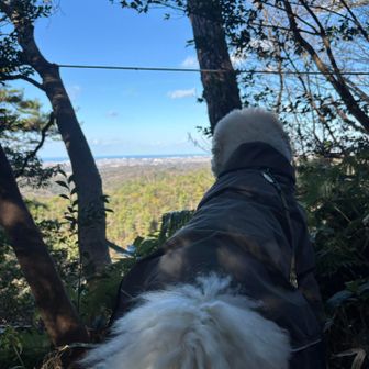 景色を眺める犬