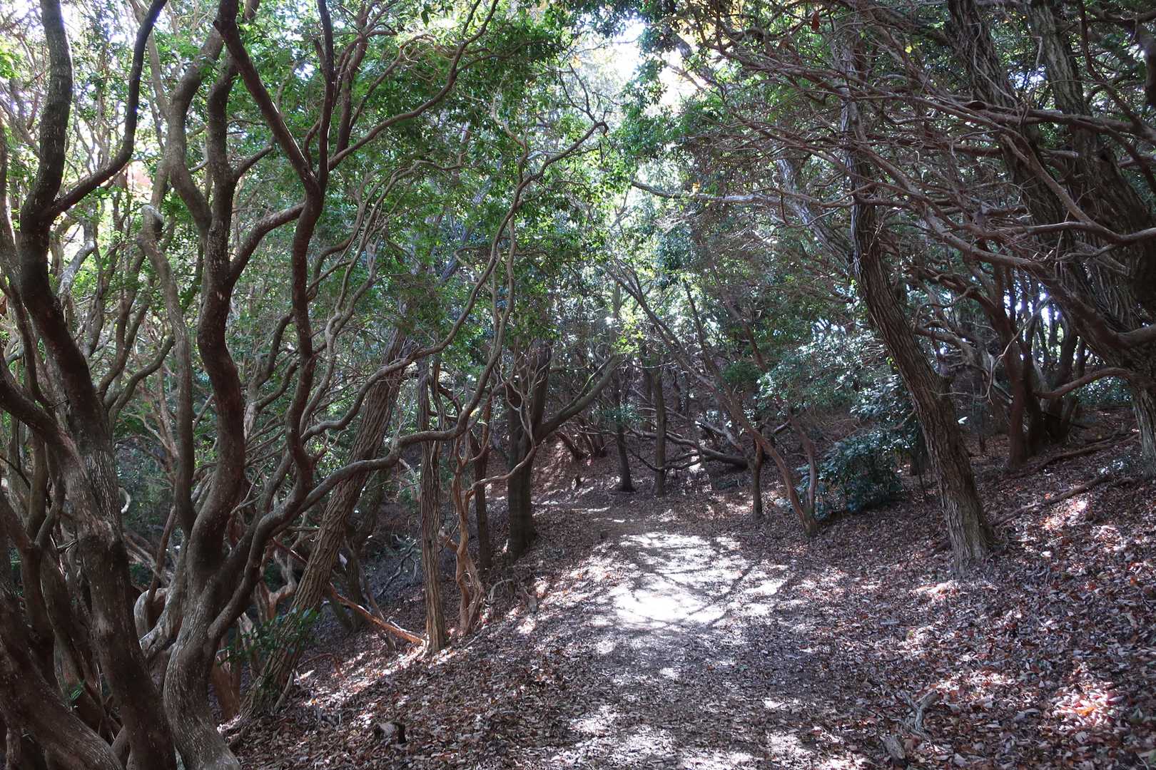油コブシへの下山道　この辺りはアセビ＆ウバメガシのトンネル。