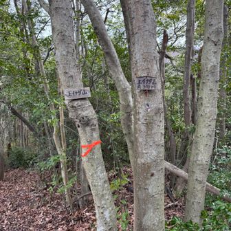 踏み跡もあり、歩きやすい道でした