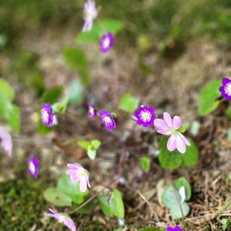 ミスミソウそれともオオミスミソウなの？
日本海で咲いているのは、オオミスミソウかな❤