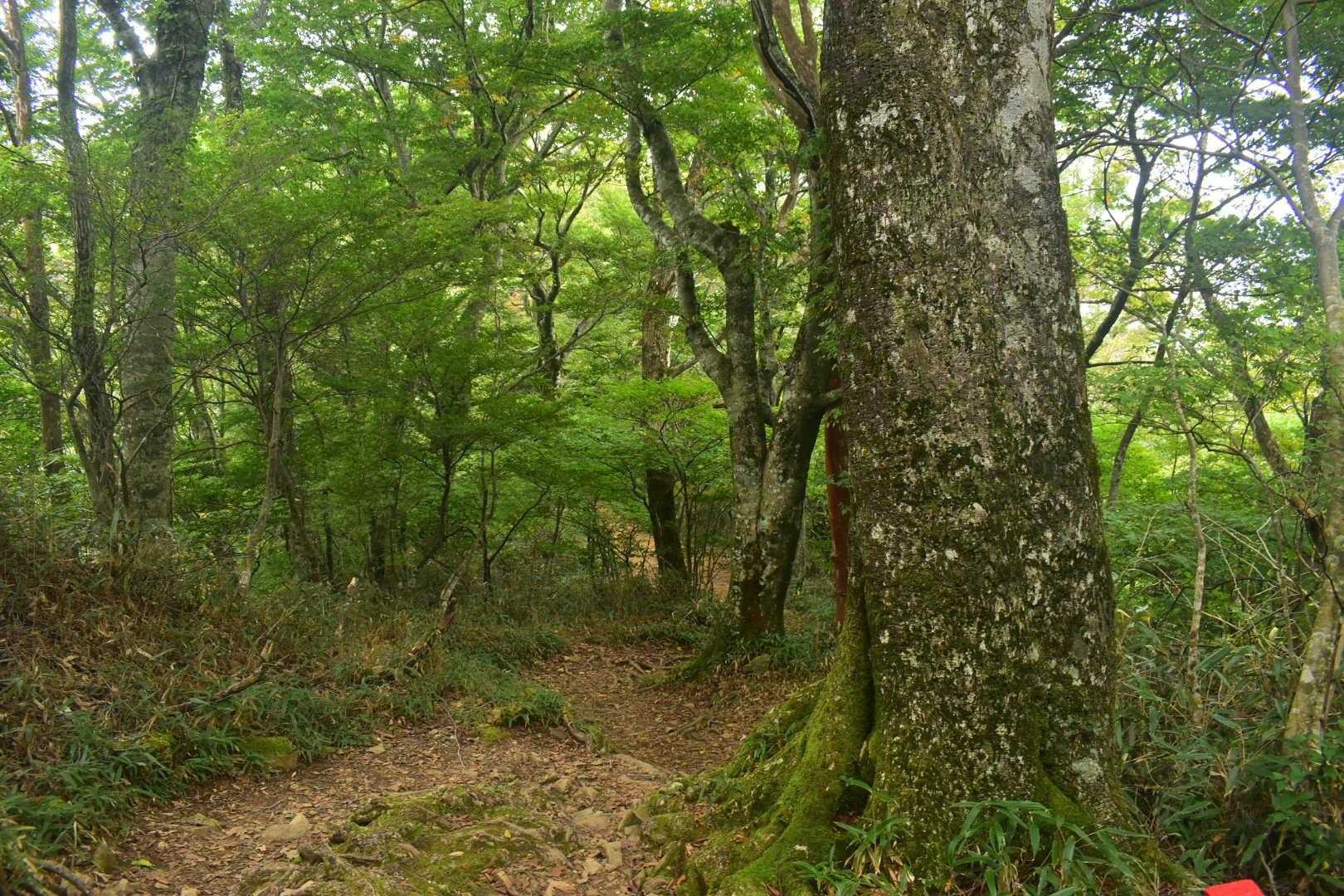 見事なブナ林を通って