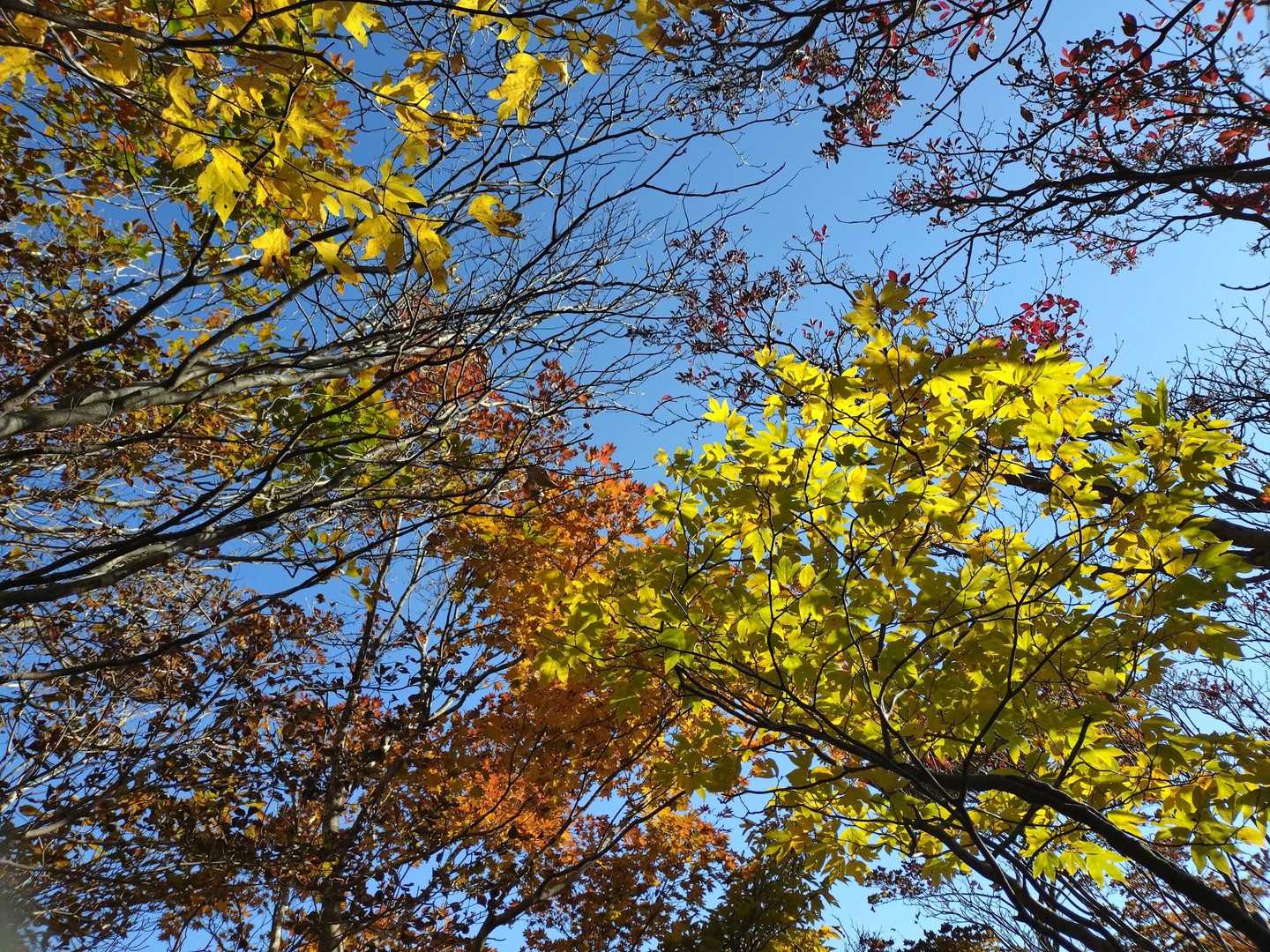 🍁