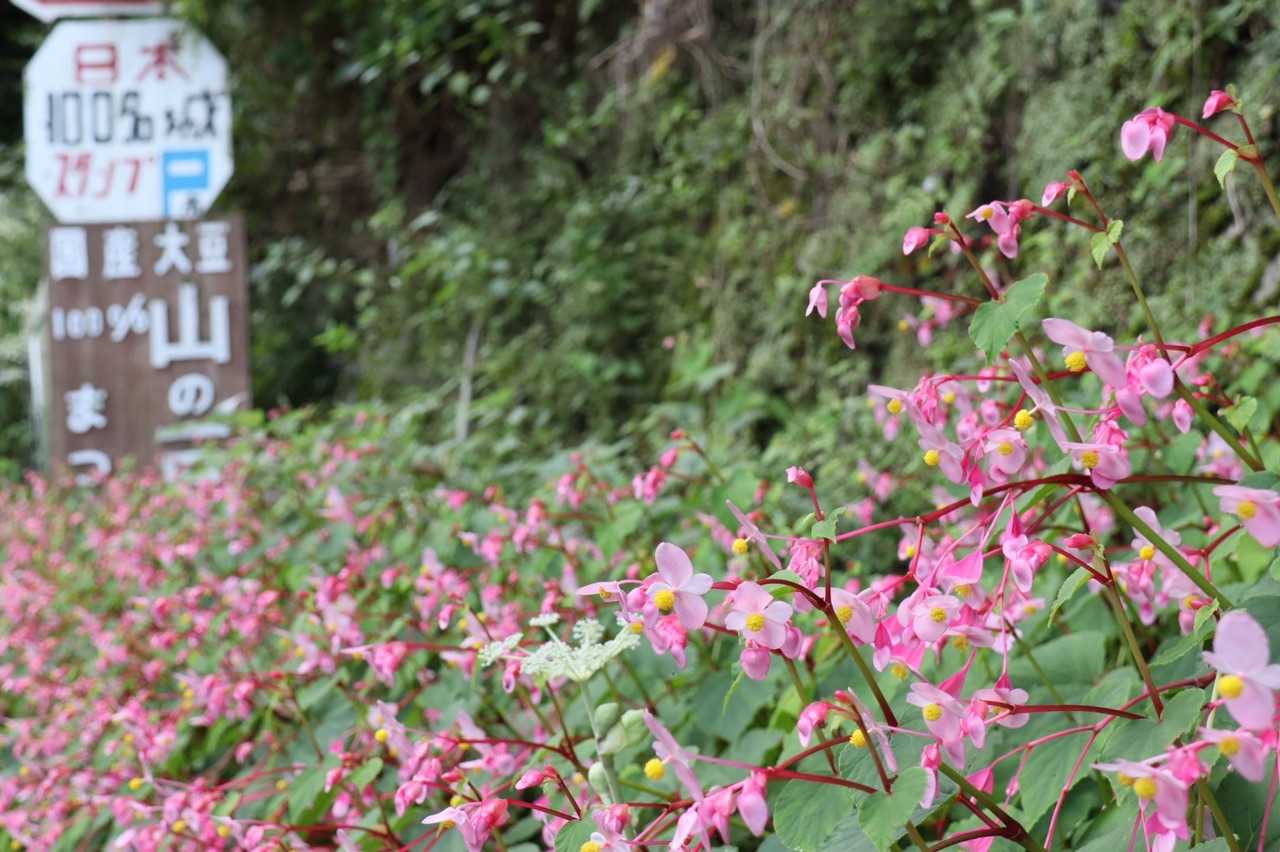 千早本道登山口-金剛山 往復コースの写真