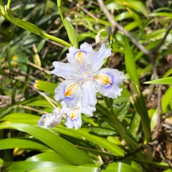 シャカ
斜面に良く生えてるんだけど 斜面登る時に シャカを掴んじゃいけないよ。根が引っこ抜けやすい植物なんだよね。
子供の頃、聞いたことがある…ウソかホントか…