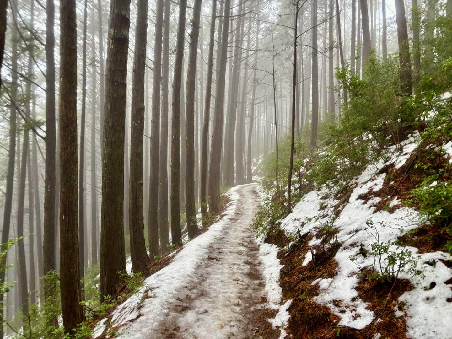樹林帯とはいえ、雨は辛い…☔️
登山道の雪は溶けて、シャーベット状態へ🫠