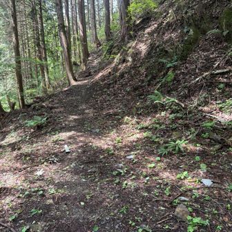 振り返り
林道の終点までの登山道