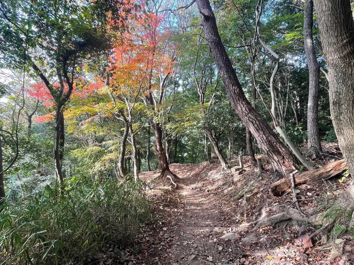 紅葉が始まってますね！