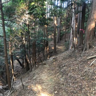 吉川英治先生の新平家物語に出てくる、びっこ引きながら義経の邪魔をしてくる叔父、源行家を思い出しながら歩いてます💦