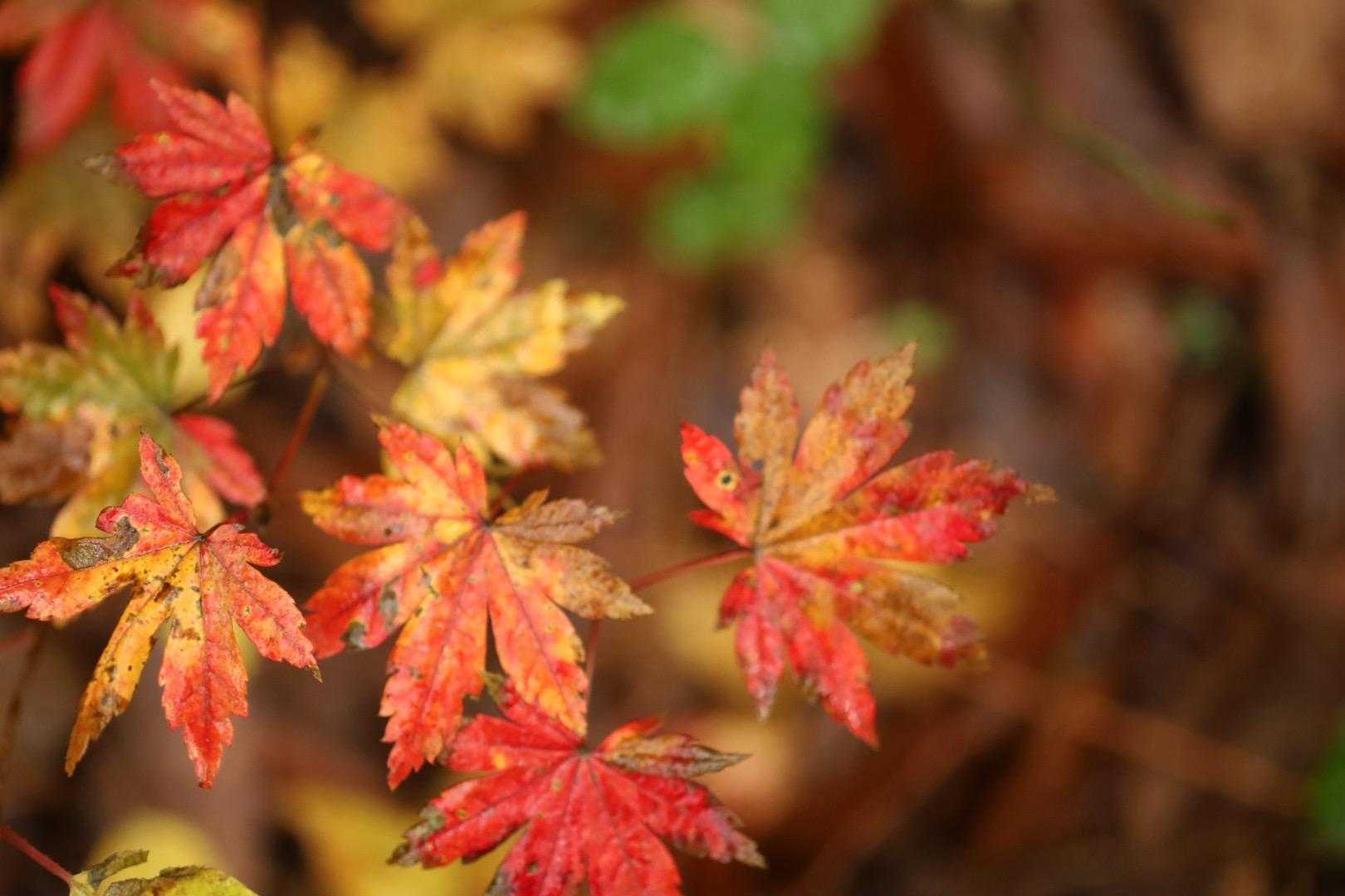 綺麗な紅葉🍁