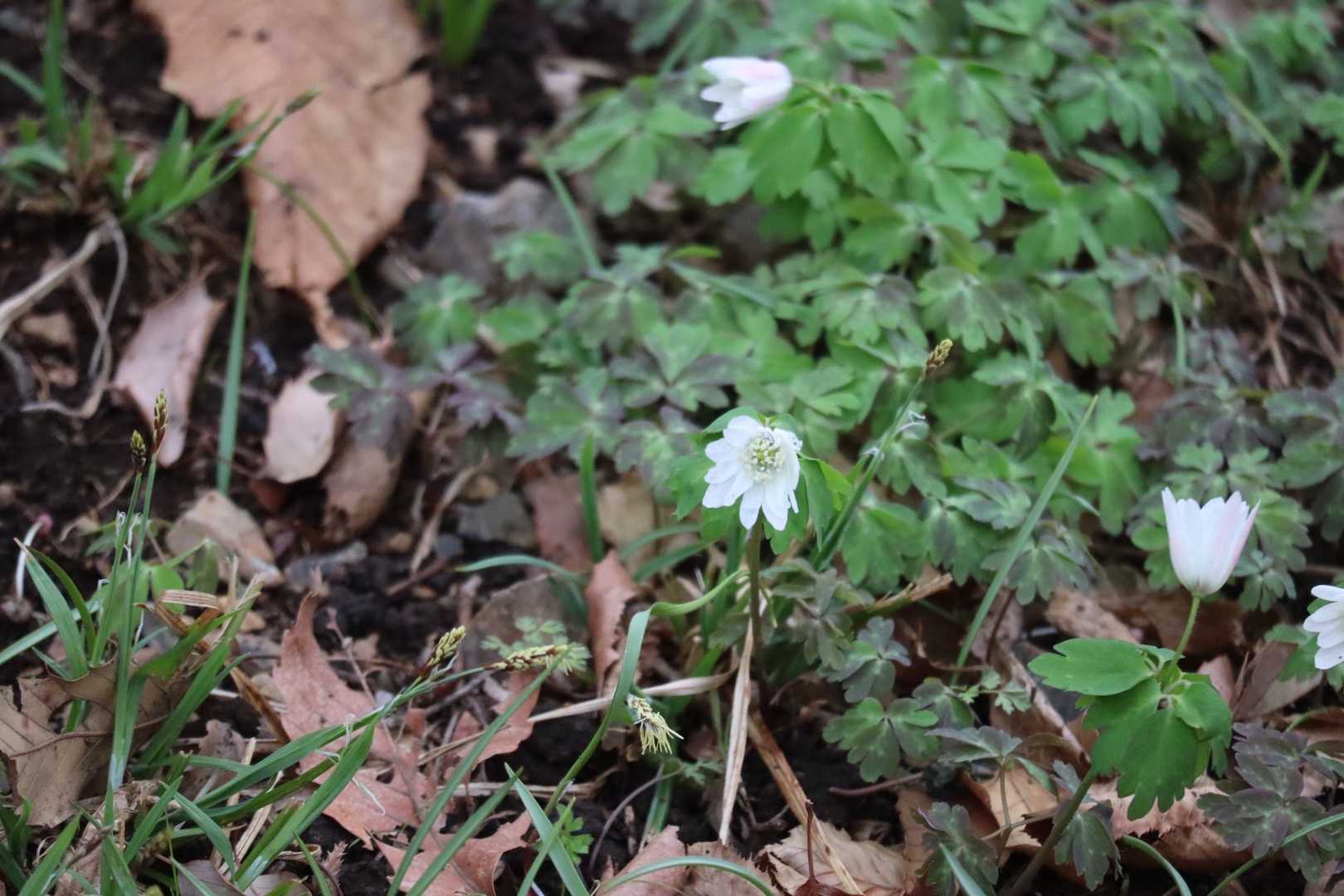 アヅマイチゲ🌼　は　時間的に
開いてる花は　ほぼない　
