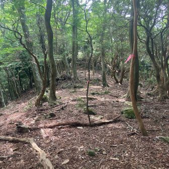 次の一宇田の頭東峰に向けて進みます🥾