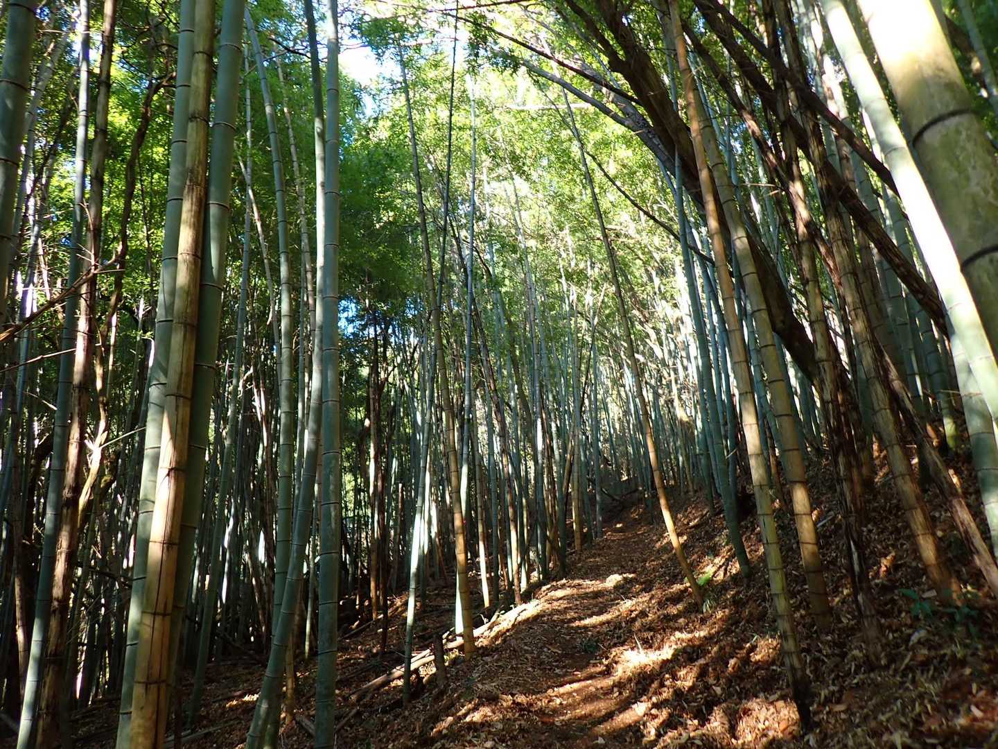 陽が射して綺麗～✌️