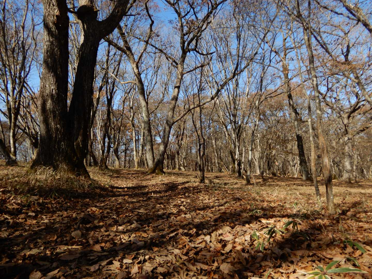 これ荒船山の平らなところ。ここを歩く。これが自宅まで続いていたら！。