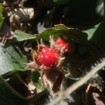 『ふゆいちご』がまだ生っていました。