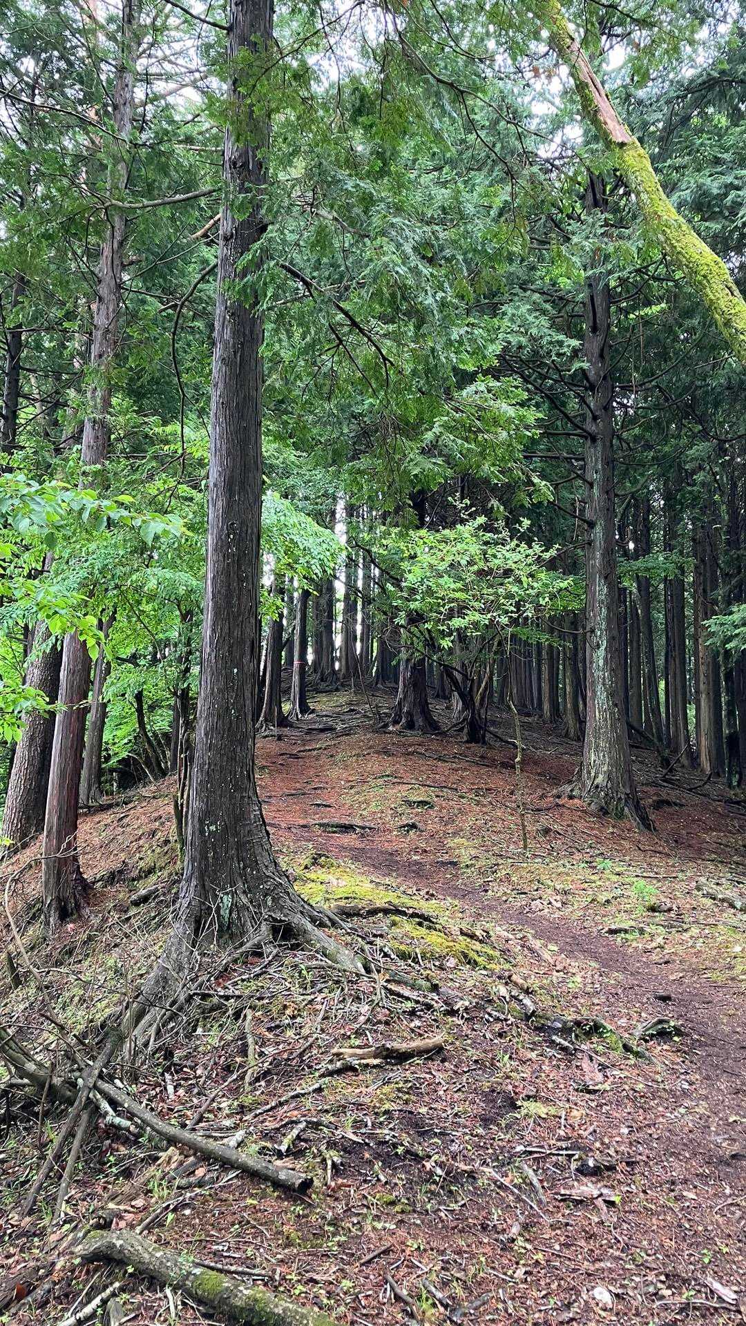 歩きやすい登山道
