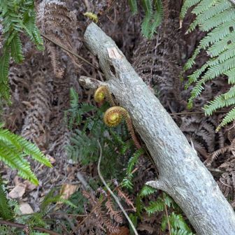 シダ植物の新芽である「フィドルヘッド」ゼンマイじゃなかった🤭