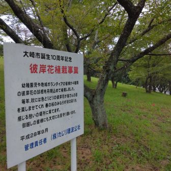 咲いてるときは初めて来たかも
