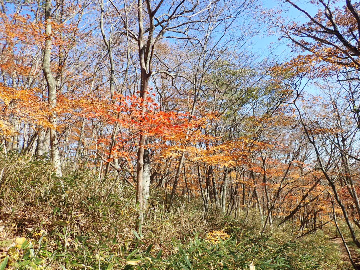紅葉ちょっとだけ