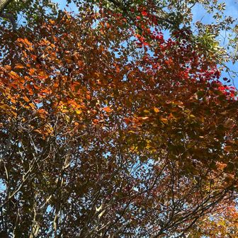 紅葉もいい感じ