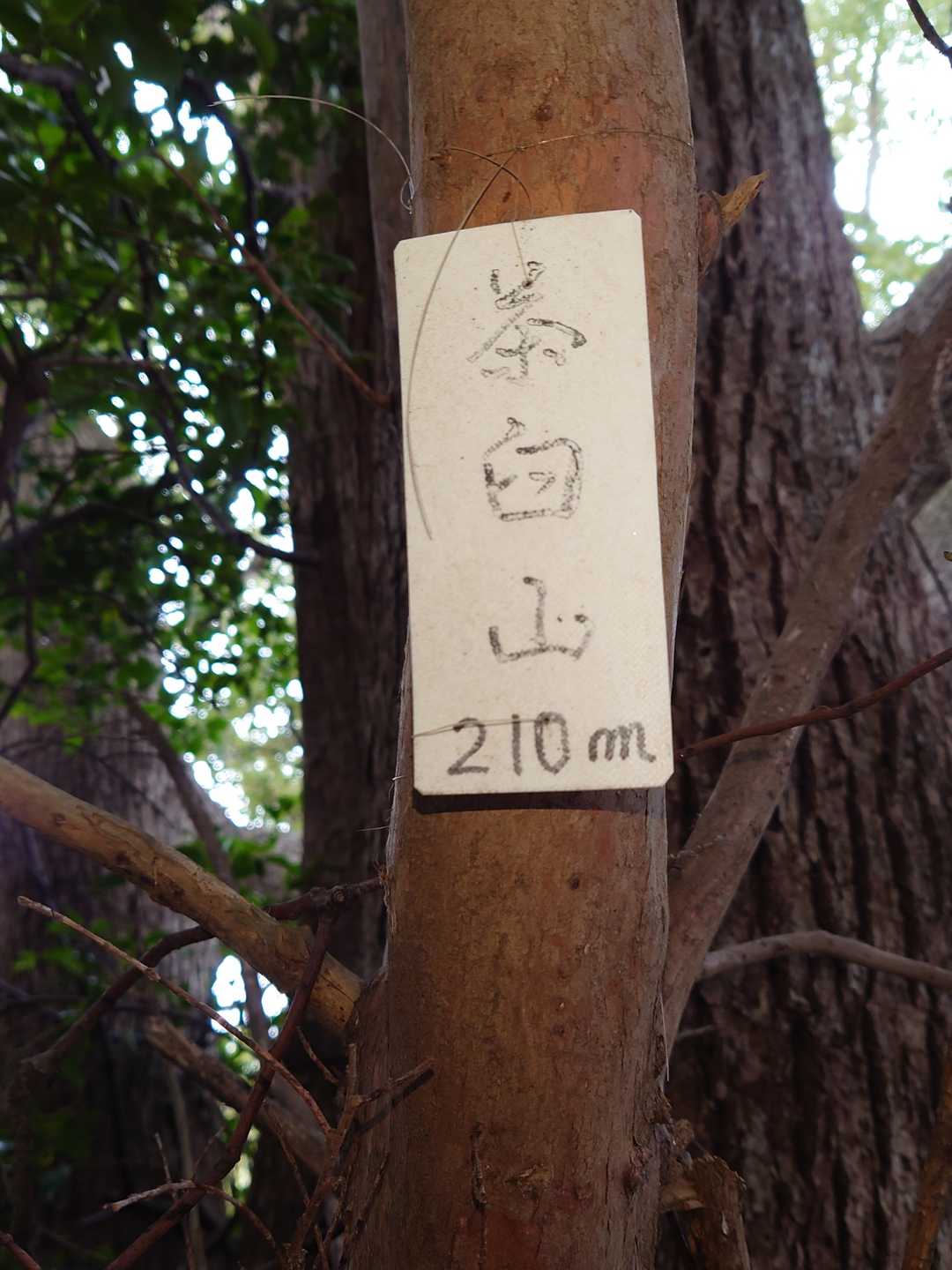 やっと探しましたよ🤗「茶臼山」山頂🚩の山名標があった👌 有った🙆