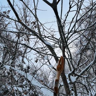 オオカメの冬芽
