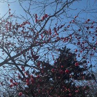 早いもので梅が‼️サザンカも咲いていました