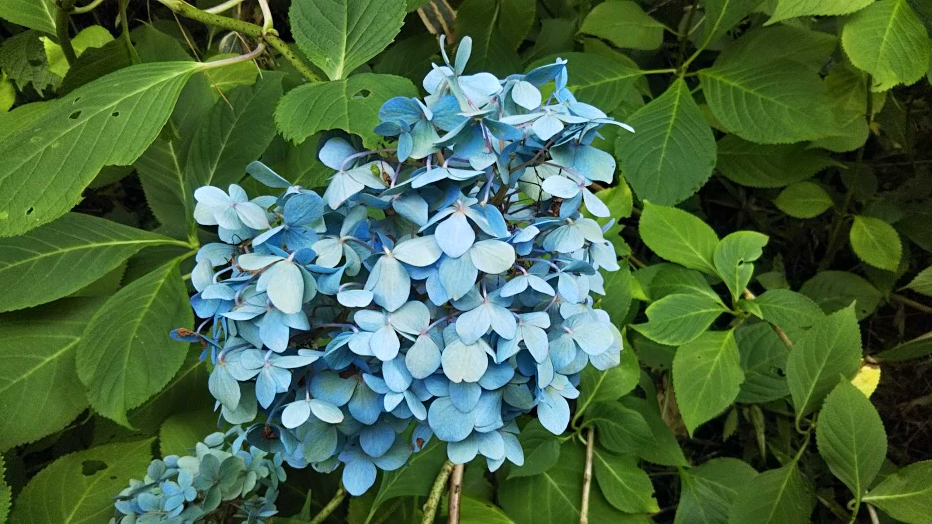青い花びらと思っていた所がそうじゃなくさらに中心が花だとマナから教わる😅