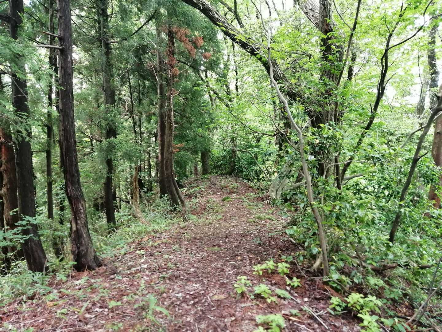 のんびりとなだらかな稜線ハイクを楽しみます🚶