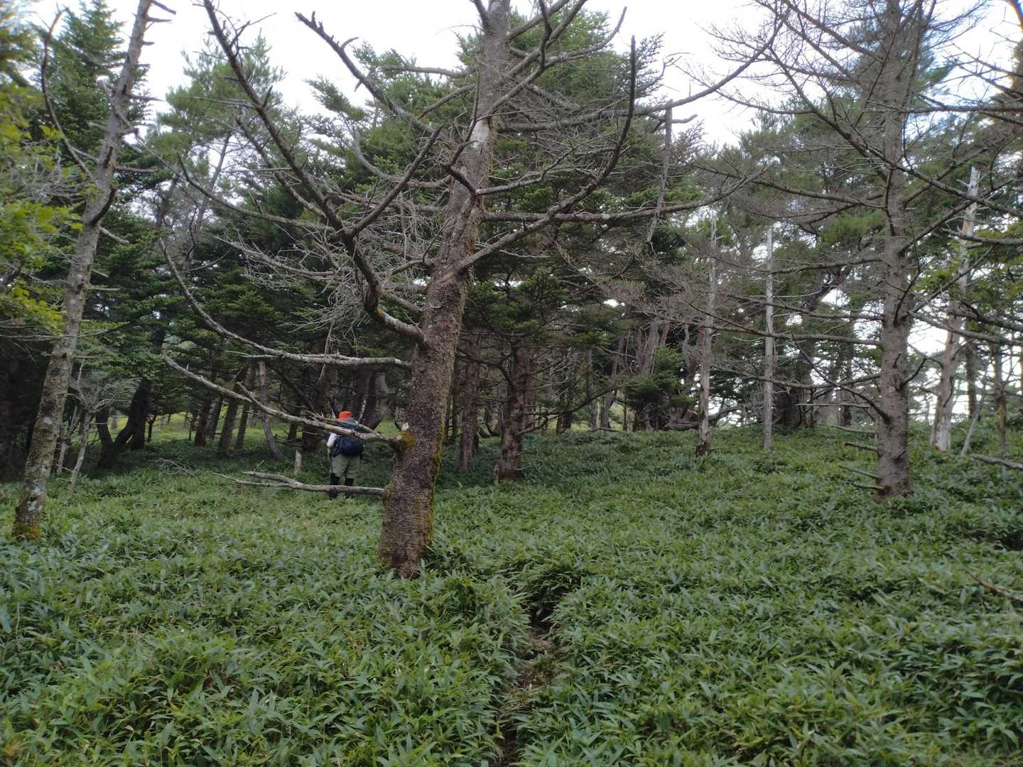 穏やかな樹林帯の中を行く✨