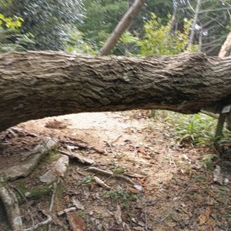倒木にゃ。
左に迂回すると楽にゃ。