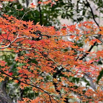 林道沿いの紅葉