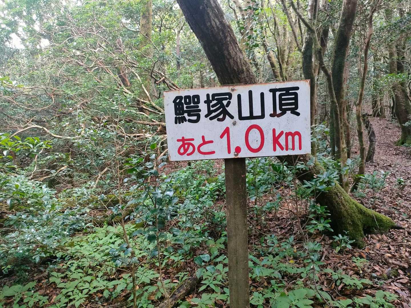 鰐塚山 往復コースの写真
