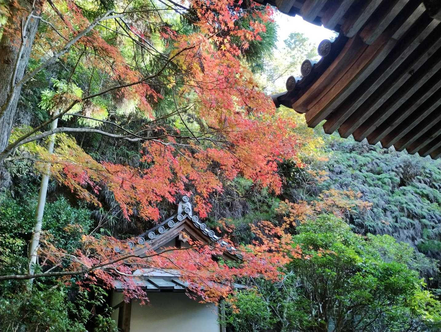 三瀧寺に到着
紅葉の色づきはまずまず😍
