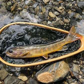 釣れて良かった。:-))
45年前に購入した竿が折れることなく使えました。
