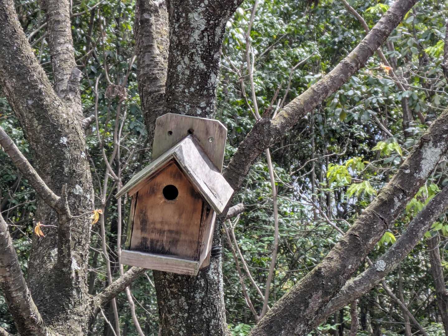 ヤマガラハウスだけでも撮っとくか🏚️