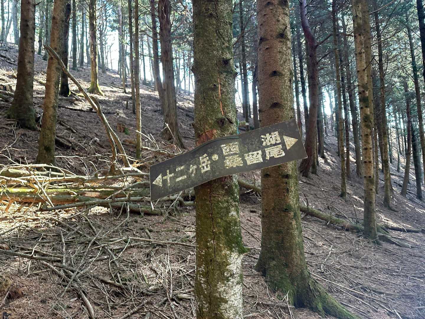 桑留尾登山口-十二ヶ岳 往復コースの写真