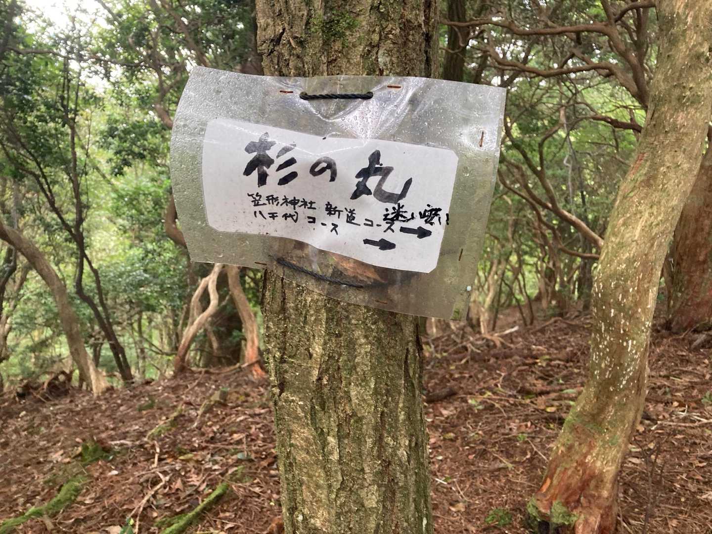杉の丸🏔️ビークハント！