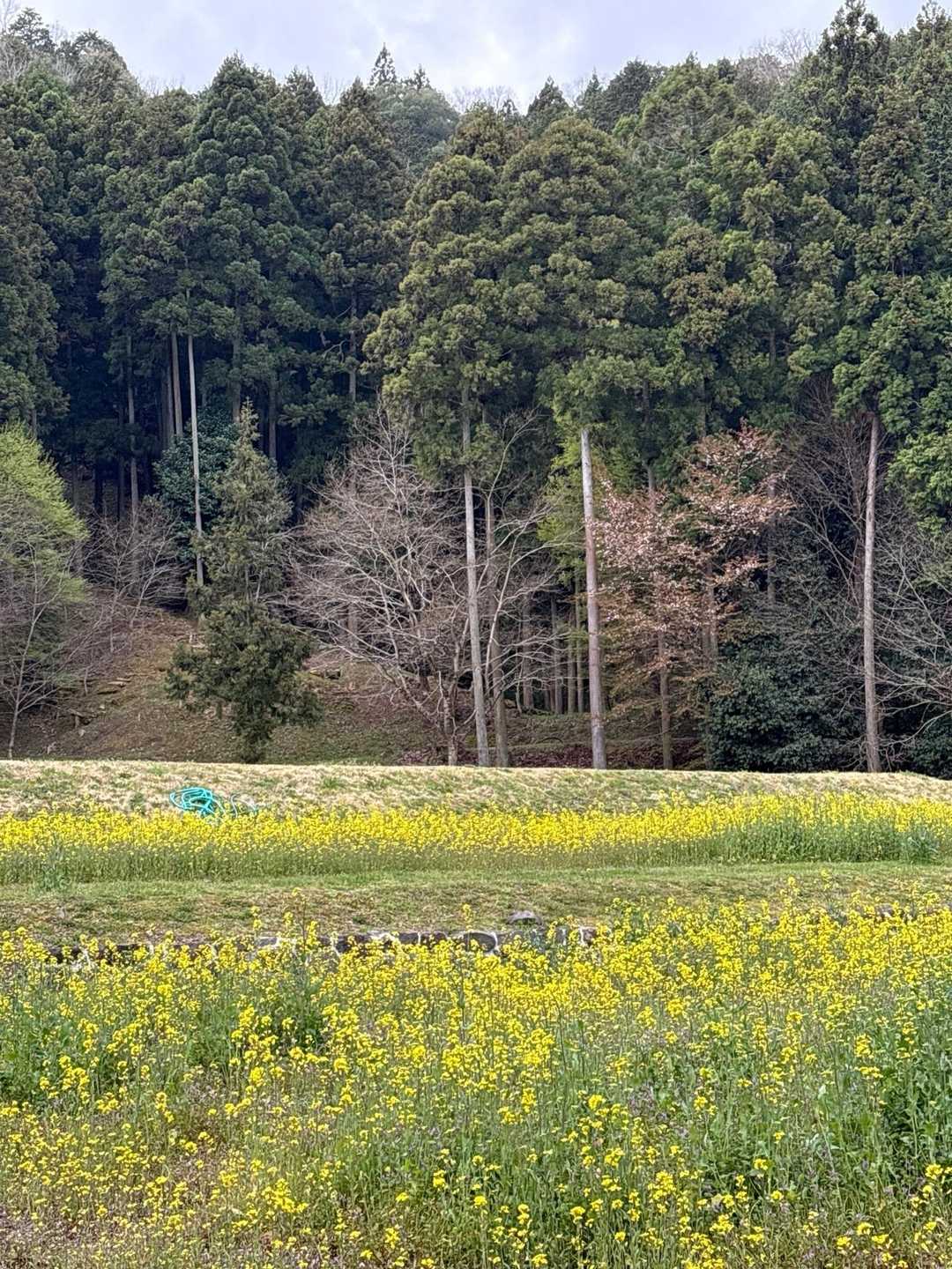 　　　　　菜の花が満開✨✨✨