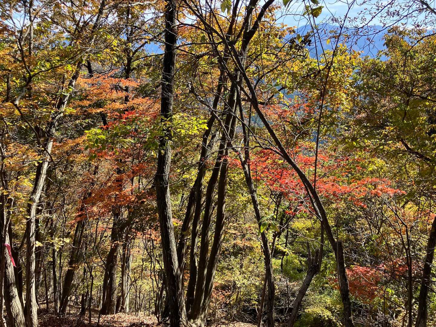 鹿岳登山口-鹿岳-マメガタ峠-四ツ又山・鹿岳登山口-大久保 周回コースの写真