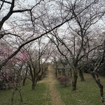 何はともあれ…
誰でもが桜を愛でに来られる平和な世の中が続いて欲しいものです🌸🌸🌸