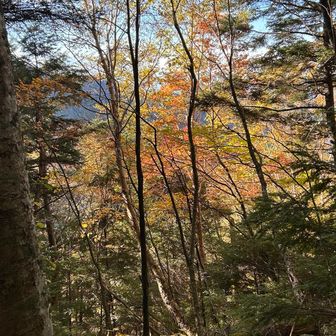 秋🍁から