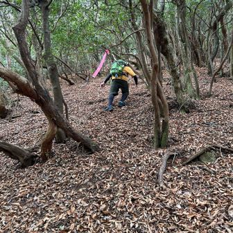 かなりエグいです…

仙人ハイクと弥十郎ヶ岳の登りを思い出します💦

木を掴まないと完全に登れない
