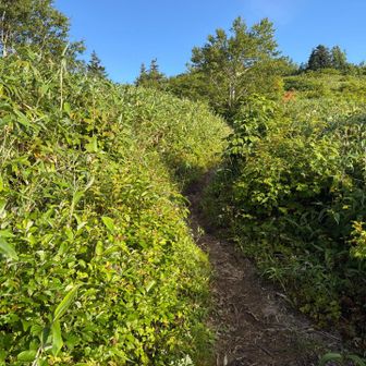 登山口をちょっと入る