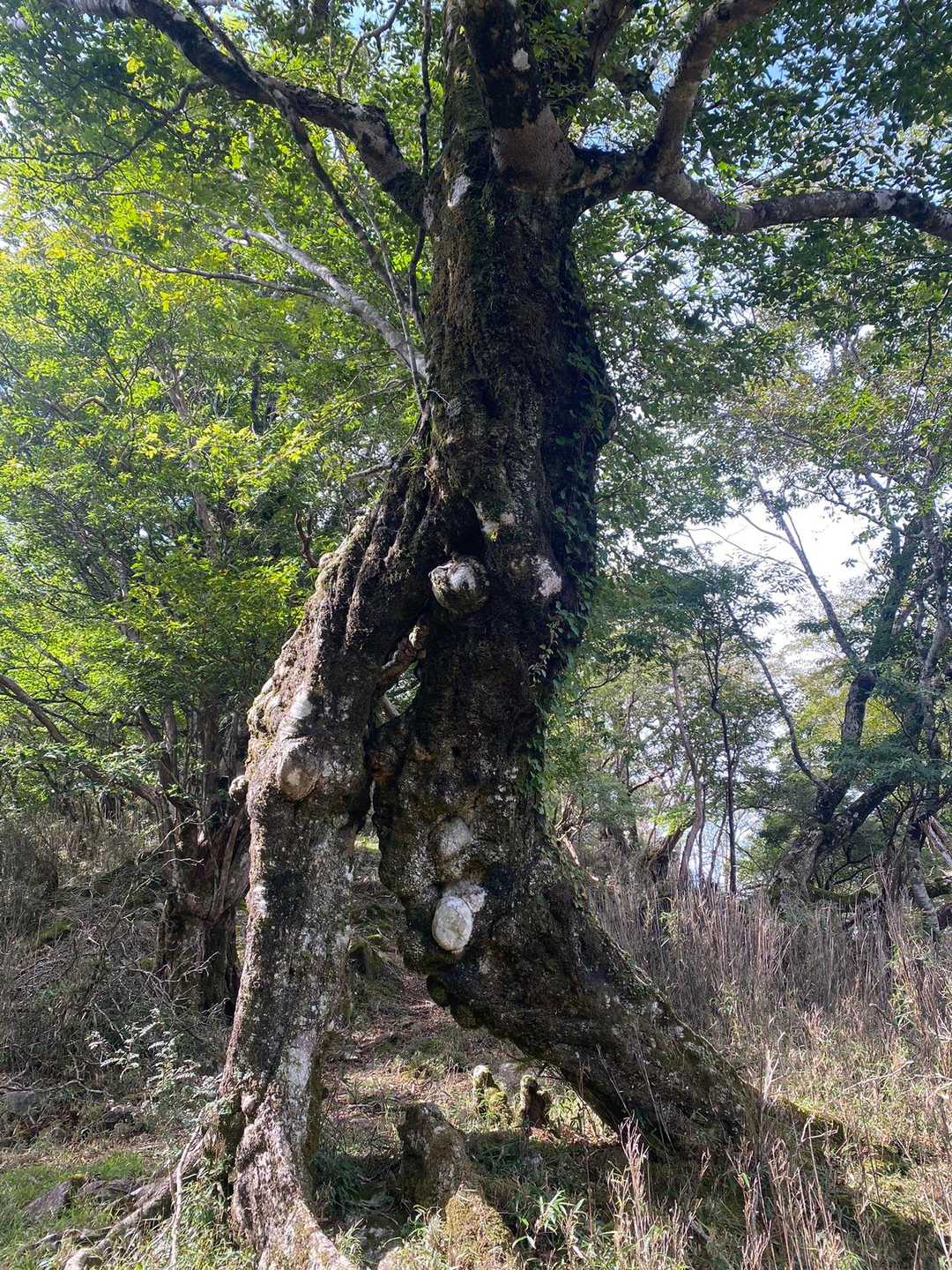 踊ってる