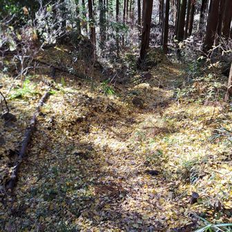 ここだけイチョウの落ち葉