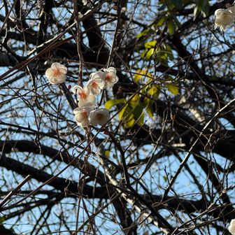 道路脇の梅が良い香り