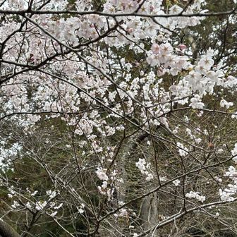 取り付きは草が伸び踏み跡ハッキリりしませんが白い柵あって踏み跡も次第にハッキリして来ます