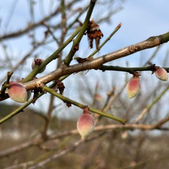 梅　これから大きくなるんですね